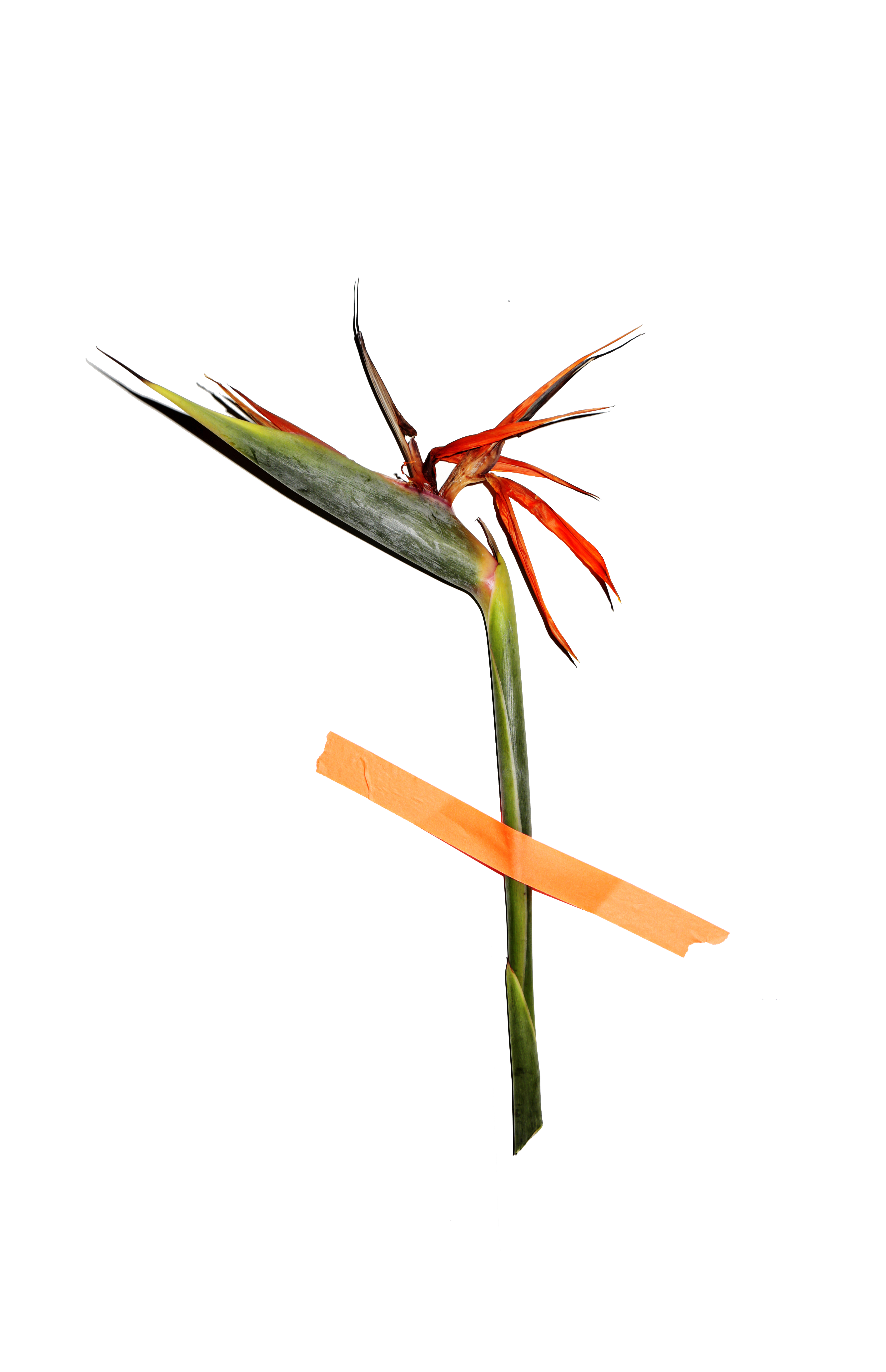 paradise tape copy.png